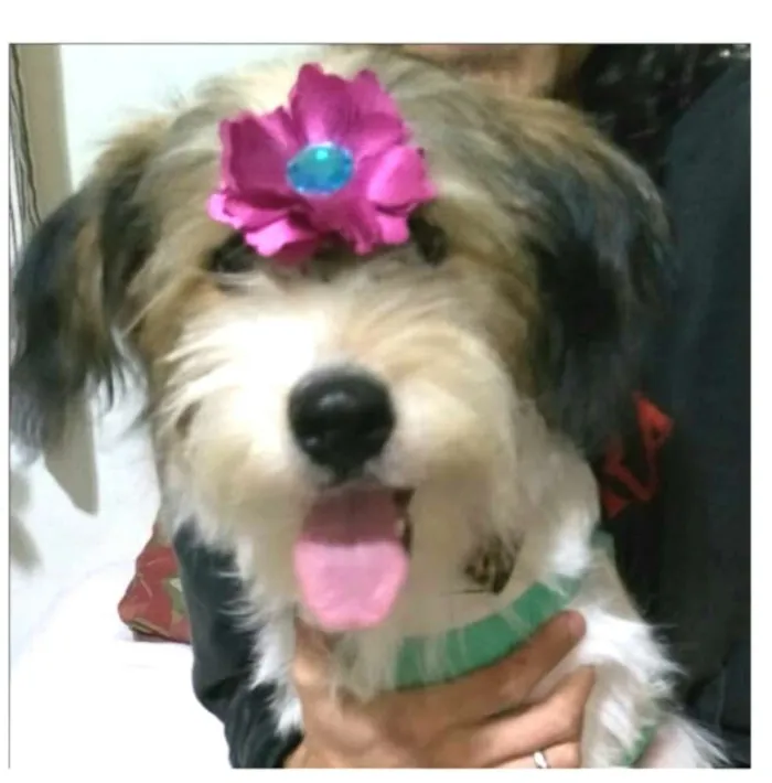 Cachorro raça  idade 2 a 6 meses nome Dóris 