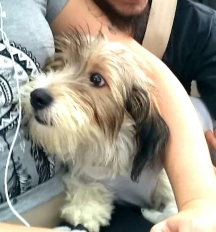 Cachorro raça  idade 2 a 6 meses nome Dóris 