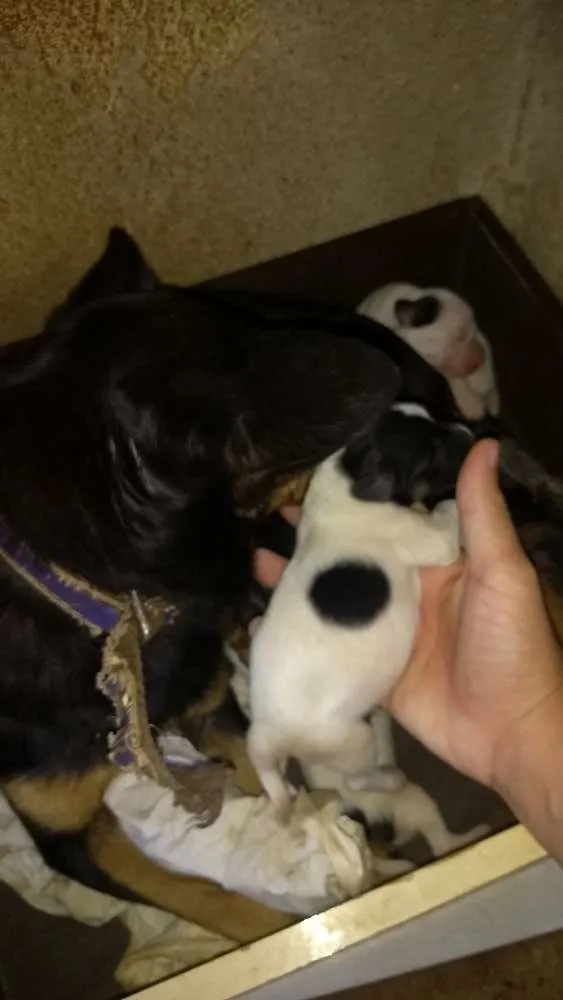 Cachorro raça Misturada idade Abaixo de 2 meses nome Filhotes