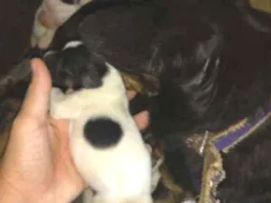 Cachorro raça Misturada idade Abaixo de 2 meses nome Filhotes