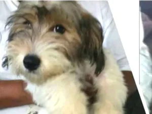 Cachorro raça  idade 2 a 6 meses nome Dóris 