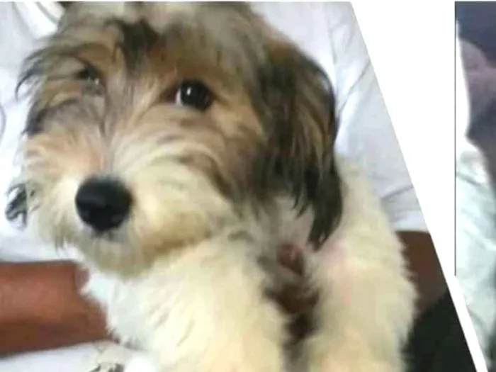 Cachorro raça  idade 2 a 6 meses nome Dóris 