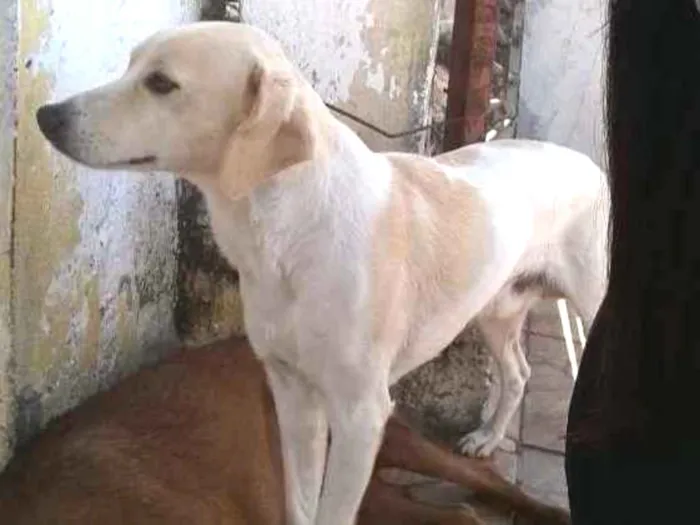 Cachorro ra a misturada idade 3 anos nome Marley
