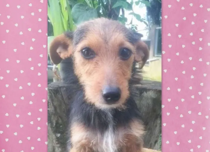 Cachorro ra a srd idade 7 a 11 meses nome Julieta