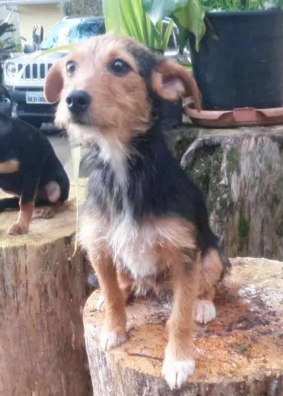 Cachorro ra a srd idade 7 a 11 meses nome Julieta