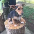 Julieta