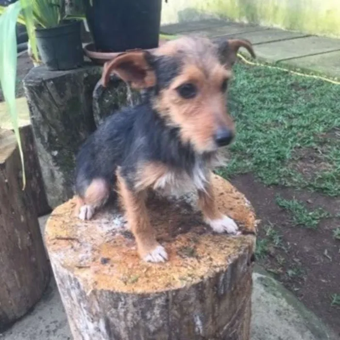 Cachorro ra a srd idade 7 a 11 meses nome Julieta