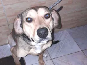 Cachorro raça Mestiço  idade 2 anos nome Pow