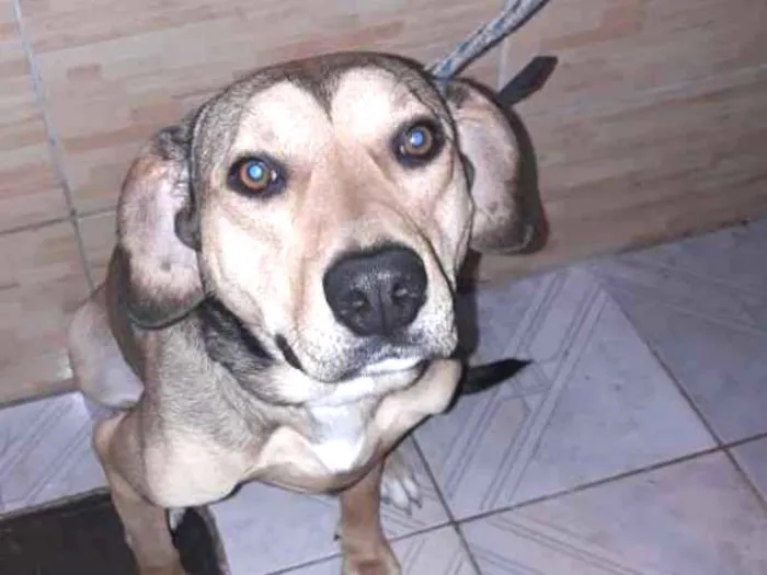 Cachorro ra a Mestiço  idade 2 anos nome Pow