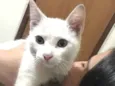 Nina