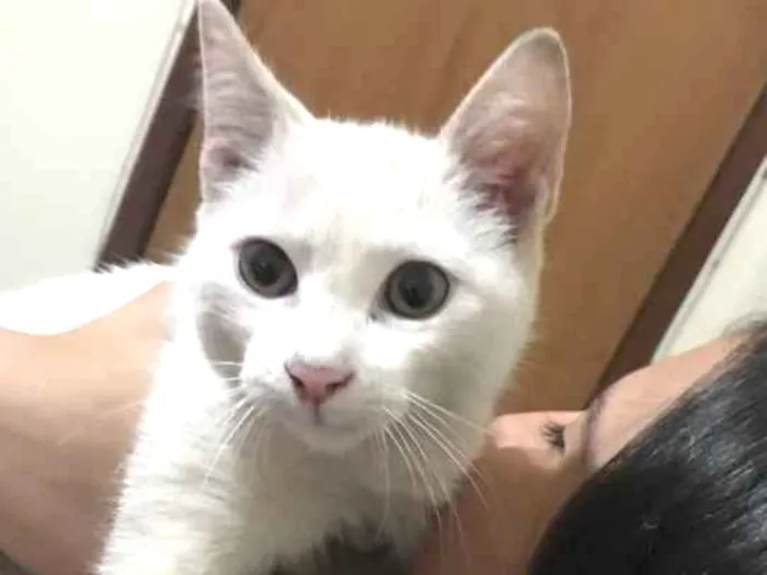 Gato ra a Não sei  idade  nome Nina