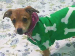 Cachorro raça  idade 2 a 6 meses nome Rebecca