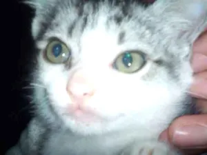 Gato raça Vira lata idade 2 a 6 meses nome Sem nome