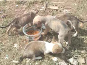 Cachorro raça vira lata idade 2 a 6 meses nome nao sei