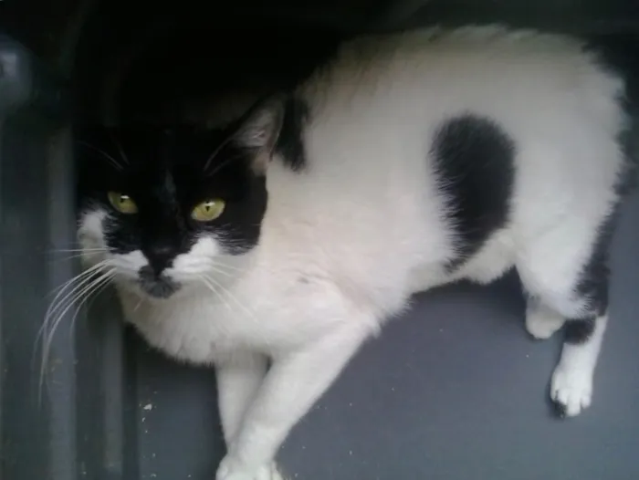 Gato ra a Srd  idade 7 a 11 meses nome Kate muito amorosa 