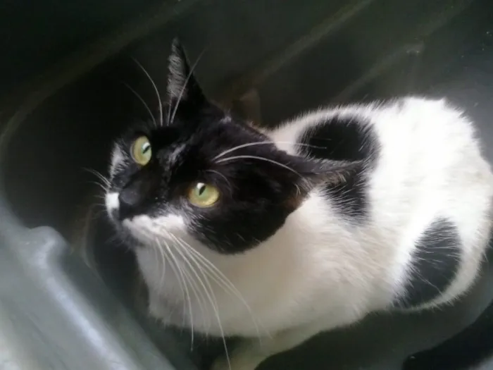Gato ra a Srd  idade 7 a 11 meses nome Kate muito amorosa 