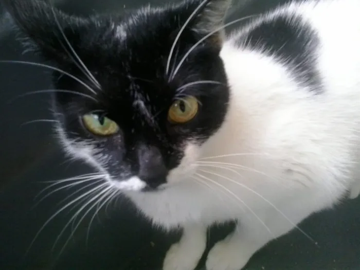 Gato ra a Srd  idade 7 a 11 meses nome Kate muito amorosa 