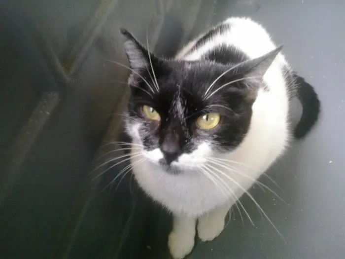Gato ra a Srd  idade 7 a 11 meses nome Kate muito amorosa 
