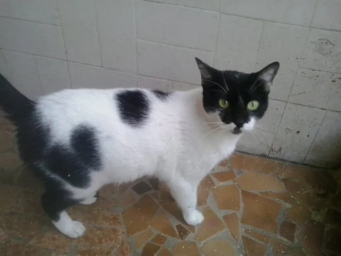Gato ra a Srd  idade 7 a 11 meses nome Kate muito amorosa 