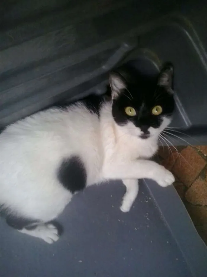 Gato ra a Srd  idade 7 a 11 meses nome Kate muito amorosa 