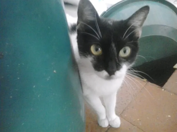 Gato ra a Srd  idade 7 a 11 meses nome Kate muito amorosa 