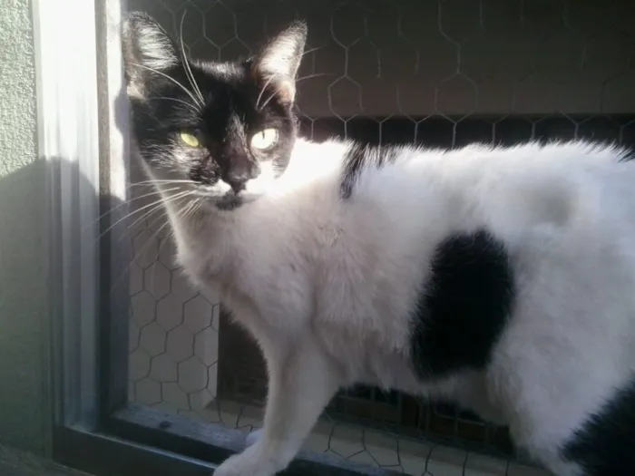 Gato ra a Srd  idade 7 a 11 meses nome Kate muito amorosa 