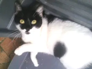Gato raça Srd  idade 7 a 11 meses nome Kate muito amorosa 