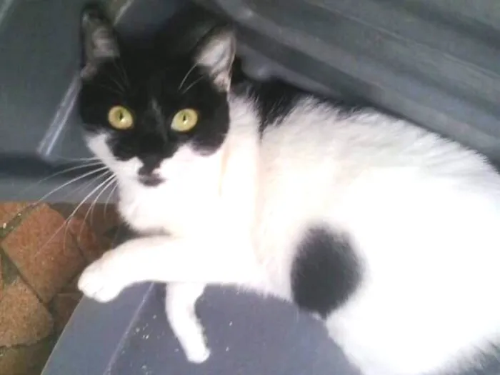 Gato ra a Srd  idade 7 a 11 meses nome Kate muito amorosa 