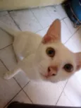 Branquinha