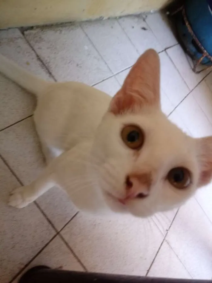 Gato ra a Albina vira lata idade 2 a 6 meses nome Branquinha