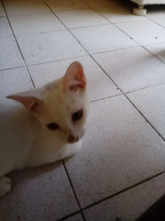 Gato ra a Albina vira lata idade 2 a 6 meses nome Branquinha