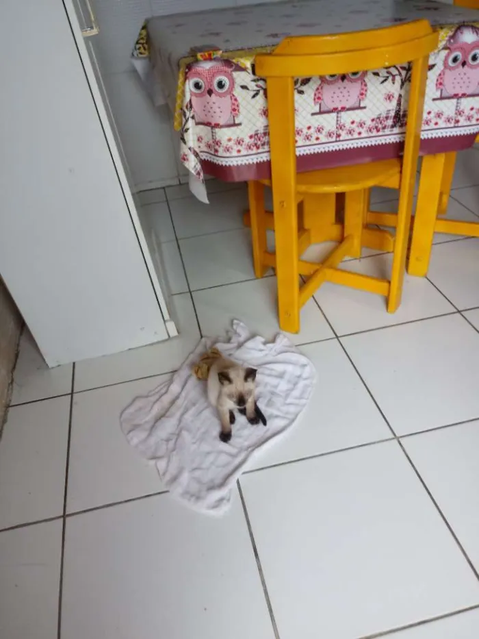 Gato ra a Siamês idade 2 a 6 meses nome Said