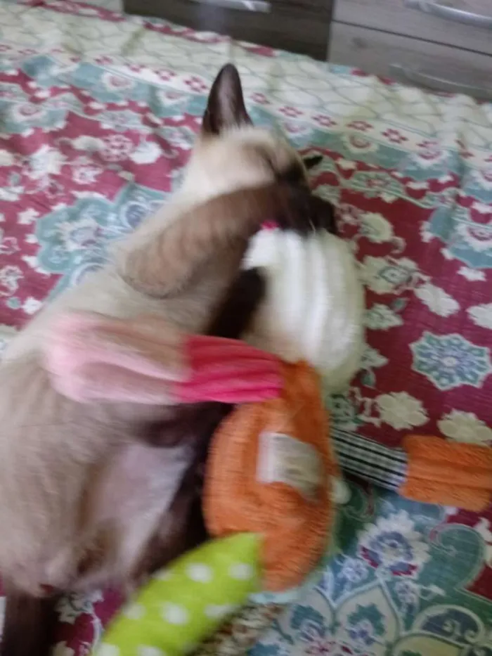 Gato ra a Siamês idade 2 a 6 meses nome Said