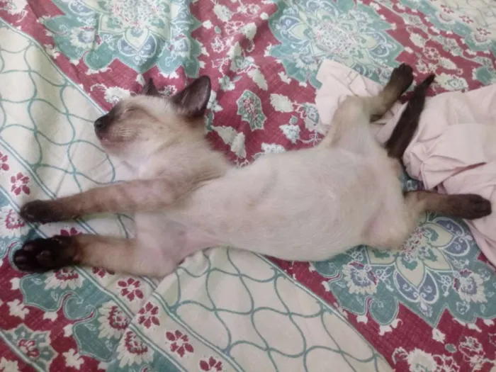 Gato ra a Siamês idade 2 a 6 meses nome Said