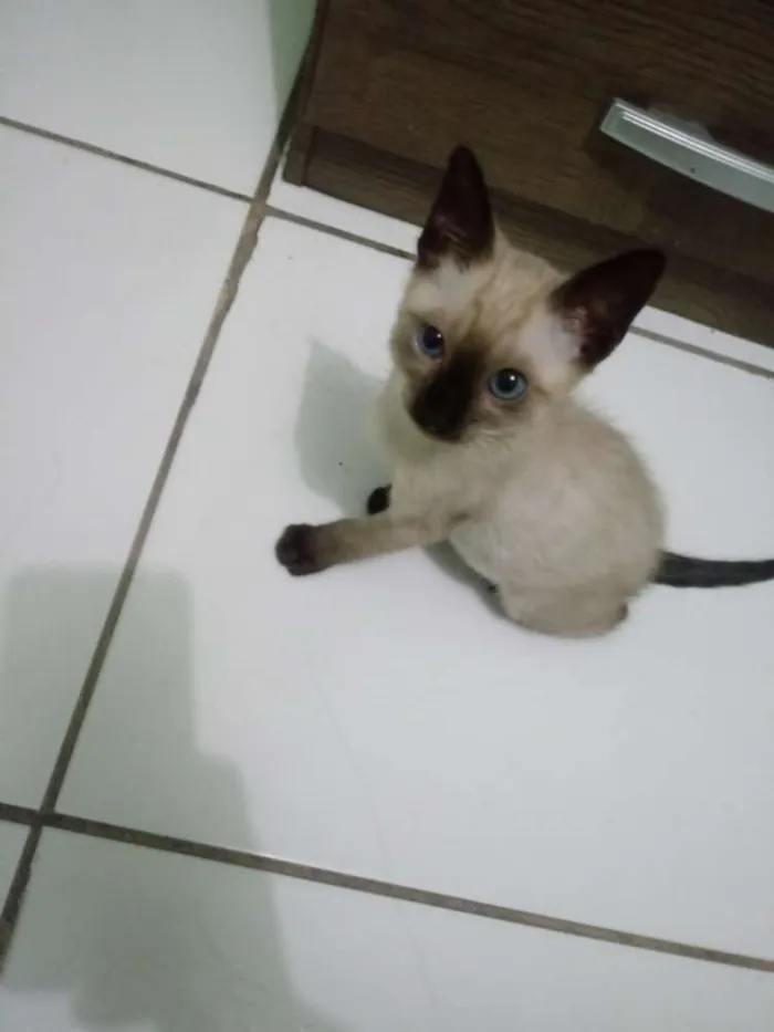 Gato ra a Siamês idade 2 a 6 meses nome Said