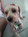 Bob