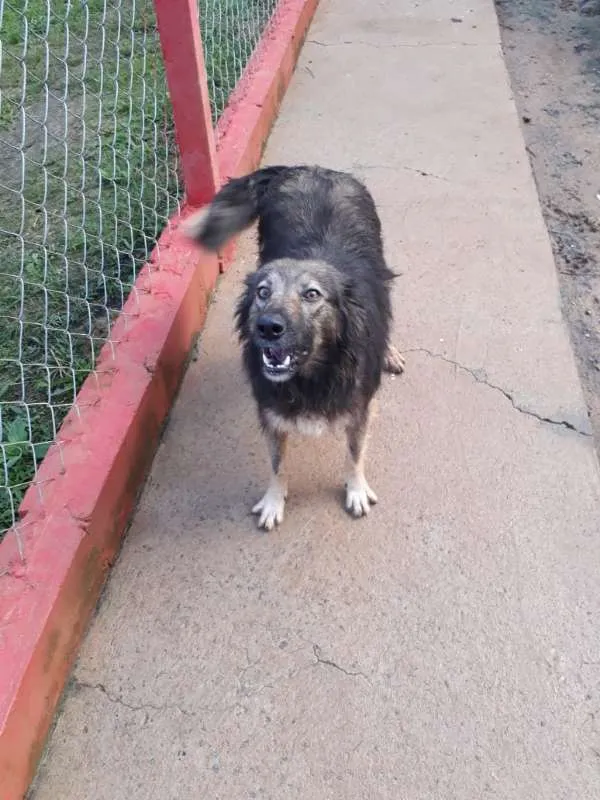 Cachorro ra a SRD idade 3 anos nome Pepita