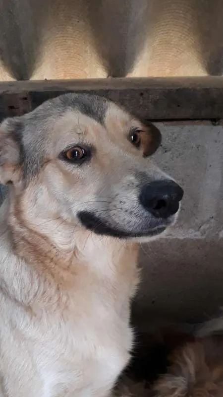 Cachorro ra a SRD idade 3 anos nome Beethoven