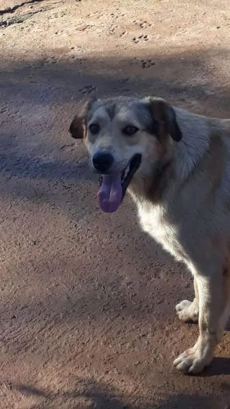 Cachorro ra a SRD idade 3 anos nome Beethoven