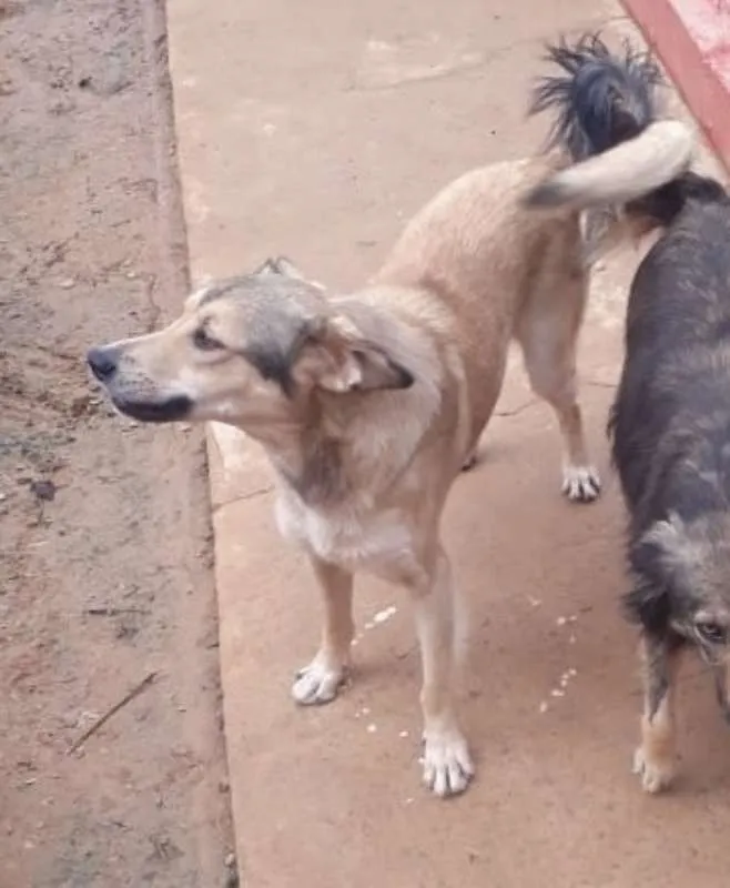 Cachorro ra a SRD idade 3 anos nome Beethoven