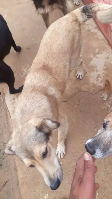 Cachorro ra a SRD idade 3 anos nome Beethoven