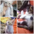 Gatos
