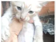 Gatos