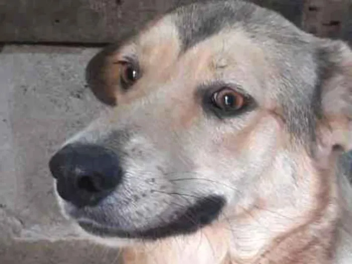 Cachorro ra a SRD idade 3 anos nome Beethoven