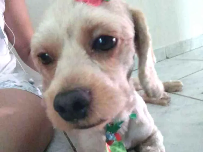 Cachorro ra a Desconhecida idade 2 anos nome Bob