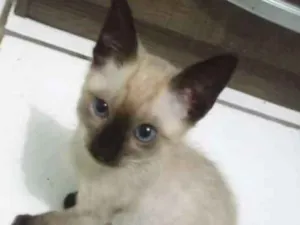 Gato raça Siamês idade 2 a 6 meses nome Said