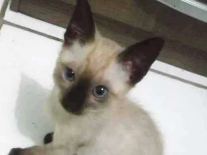 Gato ra a Siamês idade 2 a 6 meses nome Said