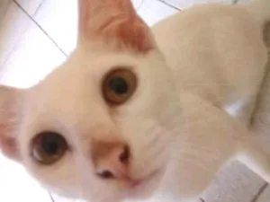 Gato raça Albina vira lata idade 2 a 6 meses nome Branquinha