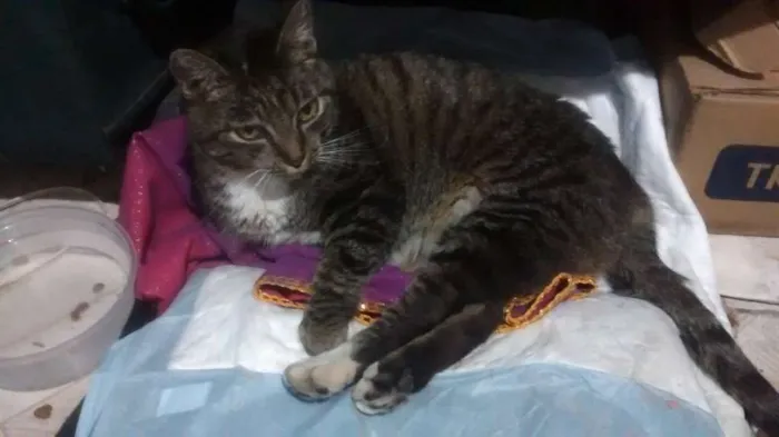 Gato ra a Não sei informar idade 1 ano nome Sem nome