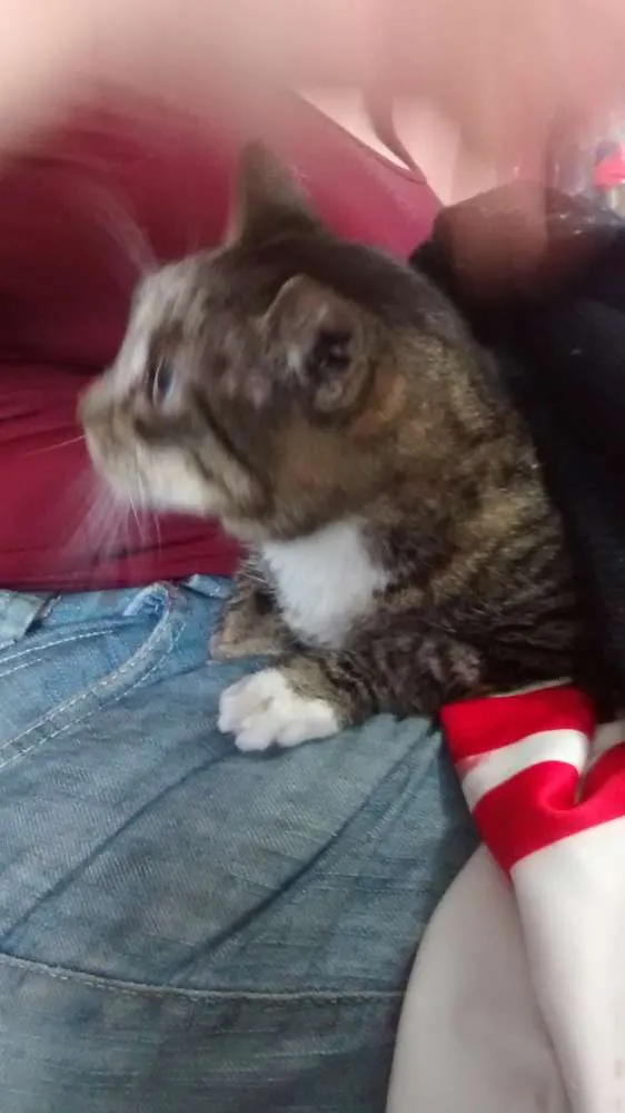 Gato ra a Não sei informar idade 1 ano nome Sem nome